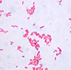 enterobacteria