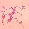 peptostreptococci