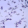 propionobacterium